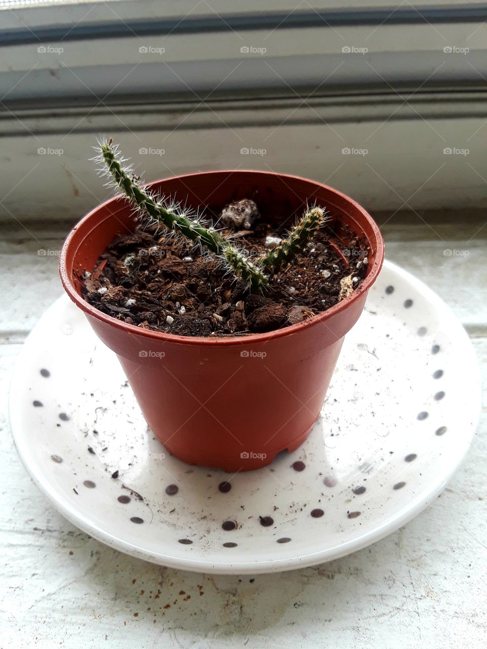 baby cactuses replanted