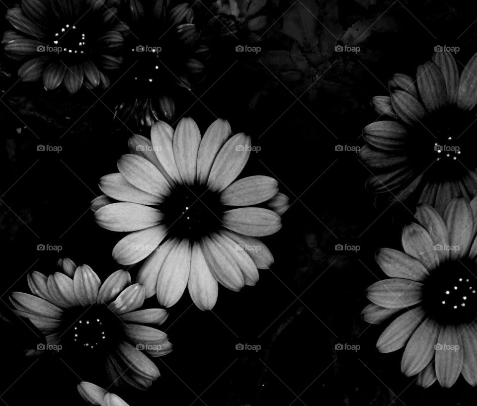 White flower collage 