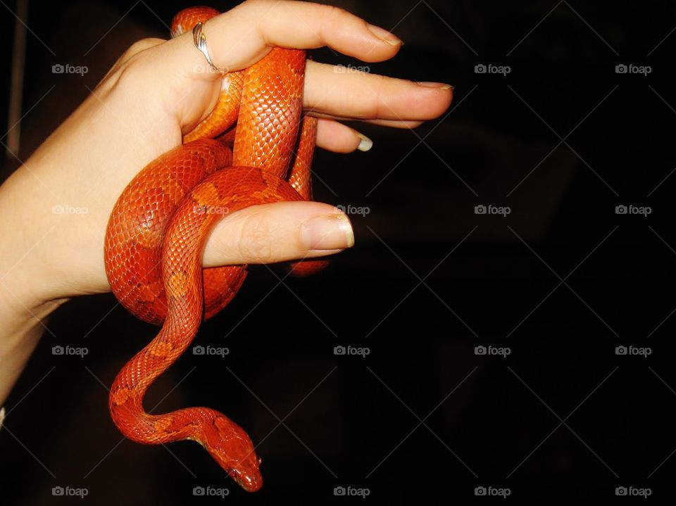 Blood red corn snake 