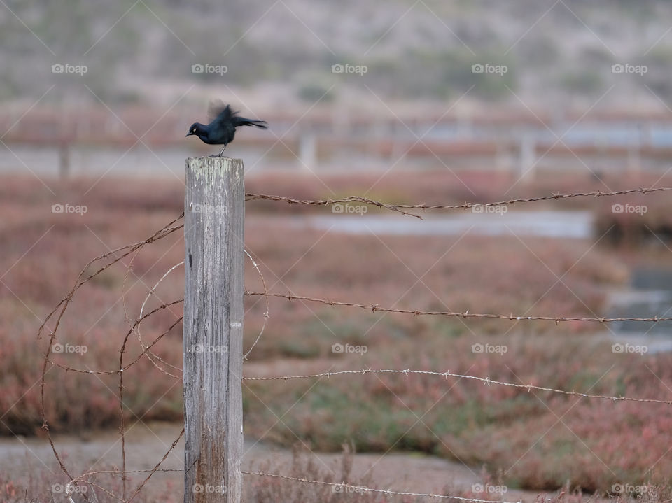 Black bird on a barbed wire fence 