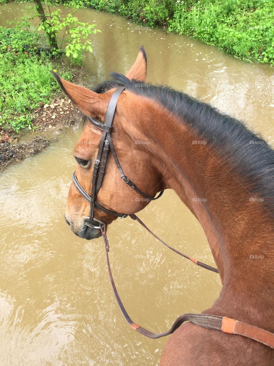 Enjoying spring by horseback riding out on the trail after an April storm and we have to cross the creek, which has high water due to the heavy rain.
