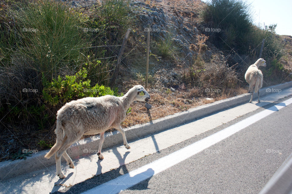 Goats on the side of the road