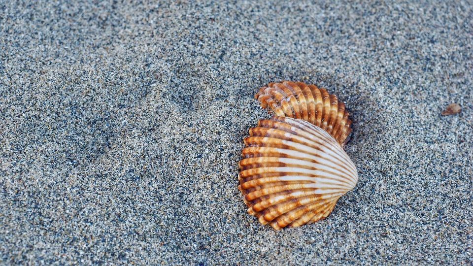 Sand and shells 