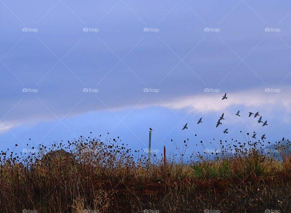 birds in the fields