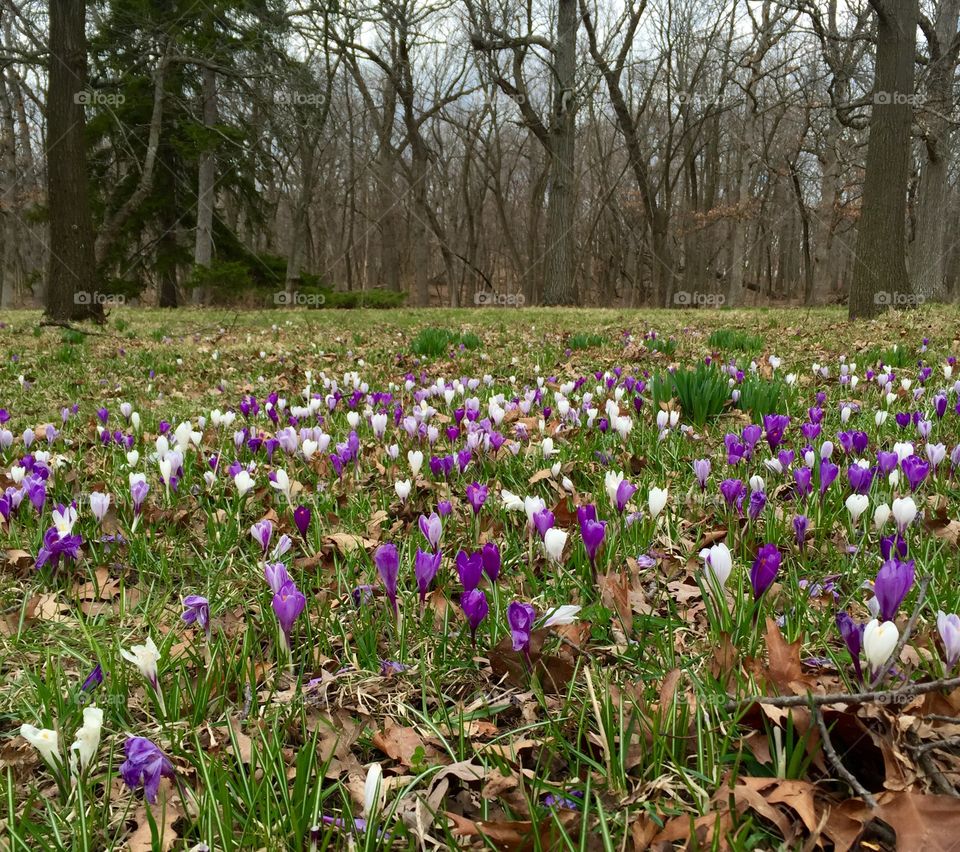Purple Tulip Field