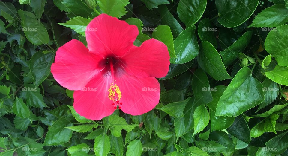 Flower's beauty 🌺 
Hibiscus 🌺 
Tenerife, Spain 🇪🇸 