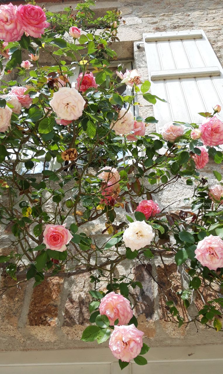 roses at window in limousin