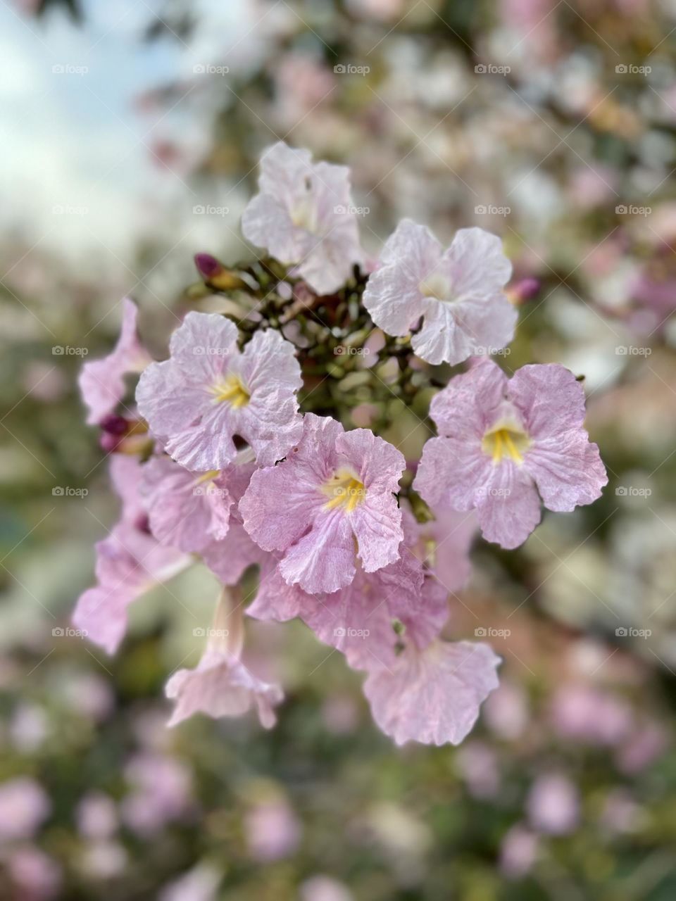 Tabebuia Rosea also called pink poui, and rosy trumpet tree. 
#TabebuiaRosea #closeup #outdoors #seasonal #prettypink #