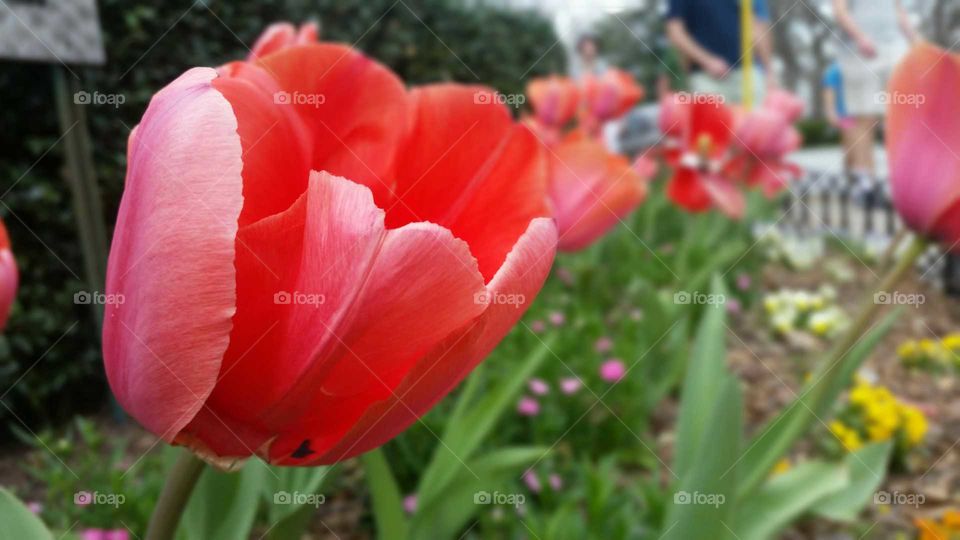 Flower, Nature, Tulip, Garden, Flora