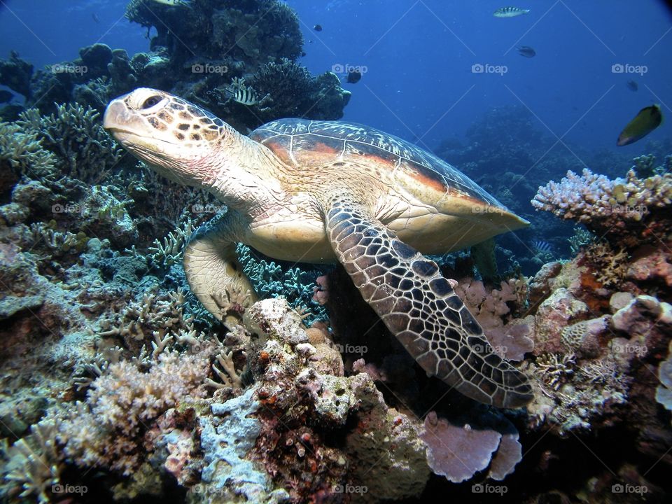 Turtle swimming in its calm Barrier Reef