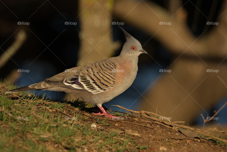 Crested Pigeon on the river bank