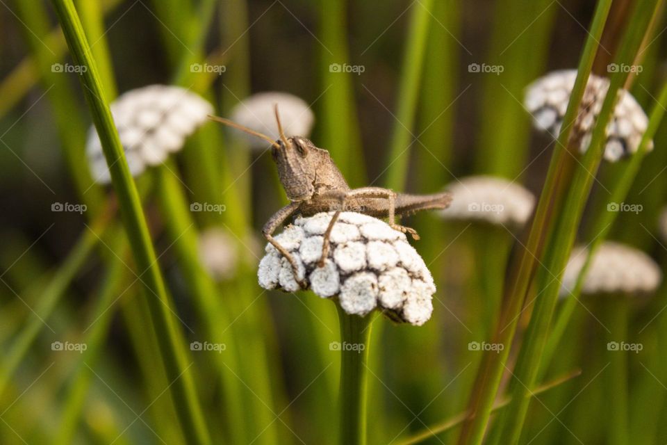 gafanhoto em flor