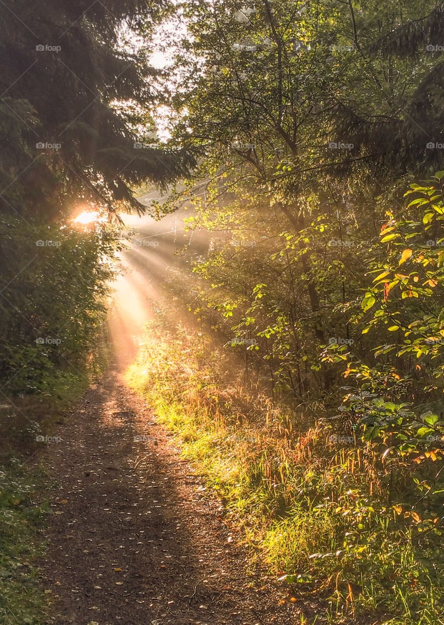 Illuminating sunrays