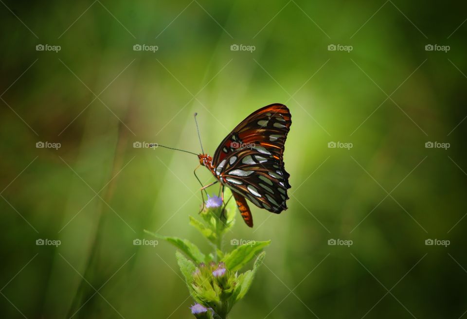 Butterfly on a small flower