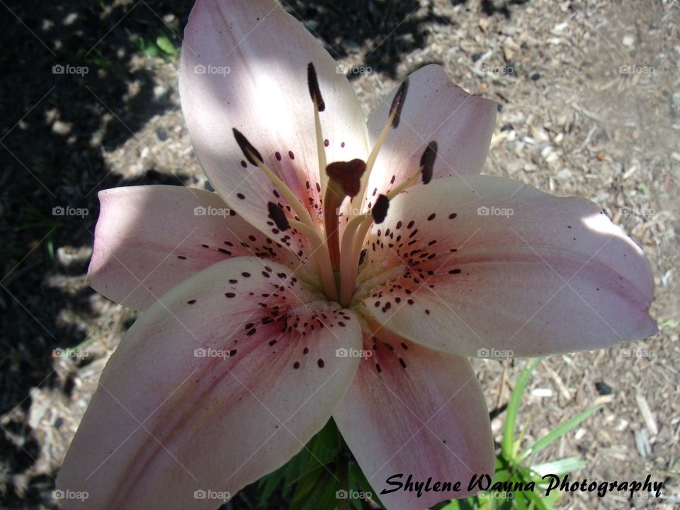 soft pink. lively pink lily