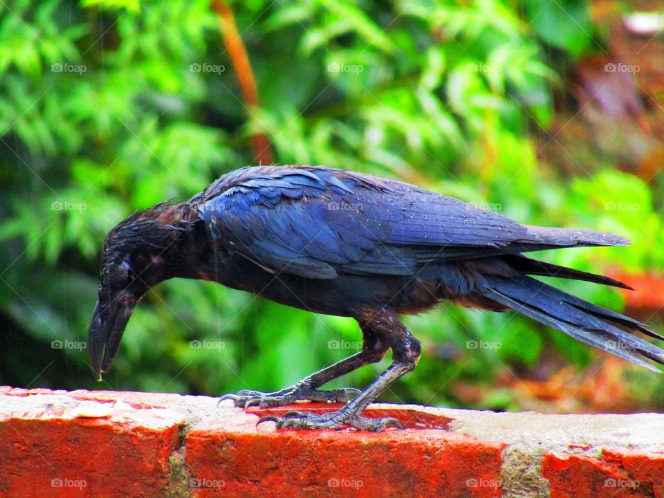 beautiful black Indian jungle crow or Corvus culminatus