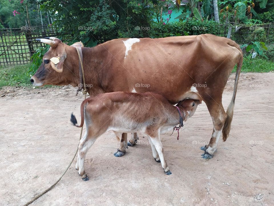 cow that is a domestic animal useful in all aspects of human life