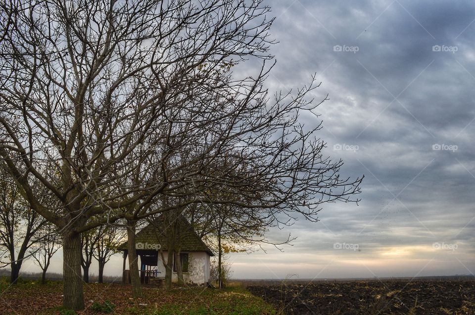 Tree, No Person, Landscape, Sky, Wood
