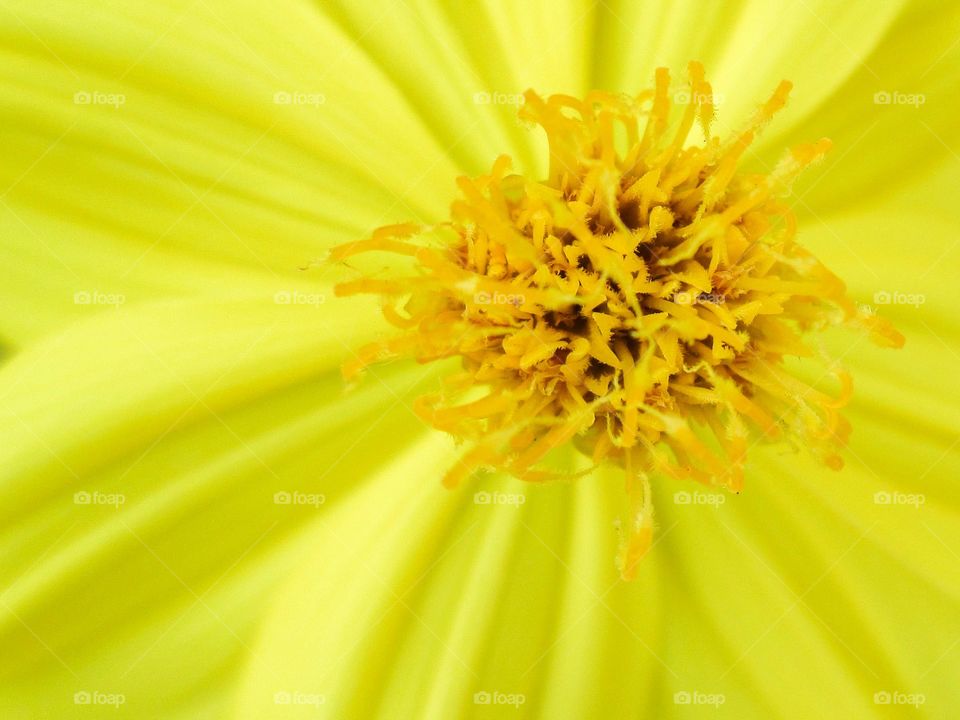 pollen. pollen of Sulfur Cosmos or Yellow Cosmos