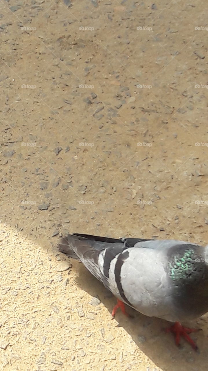 Nice Birds for INDIAN... pigeon