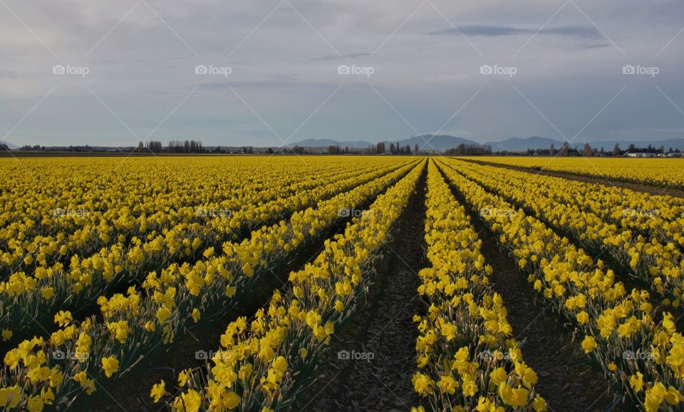 So many Daffodils