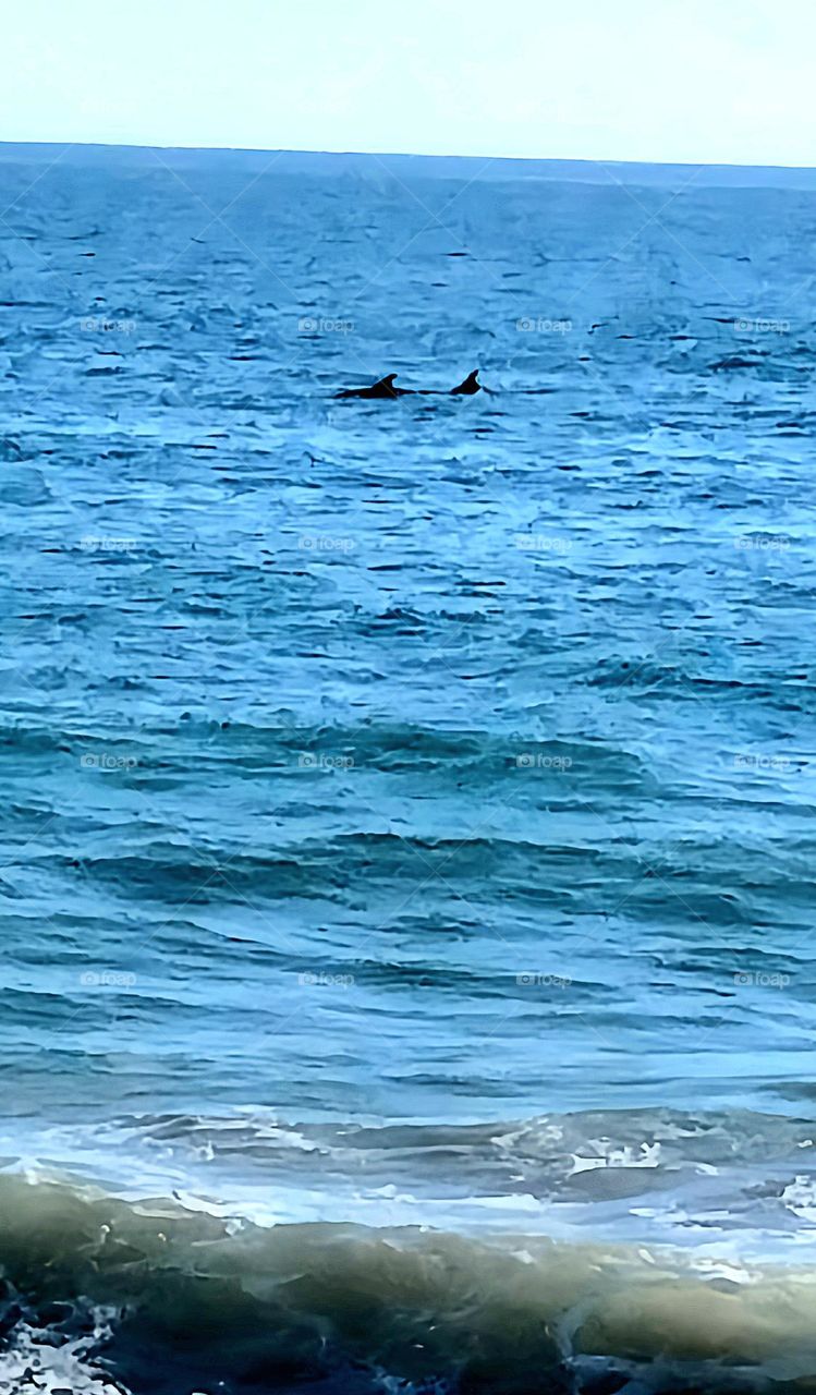 Dolphins