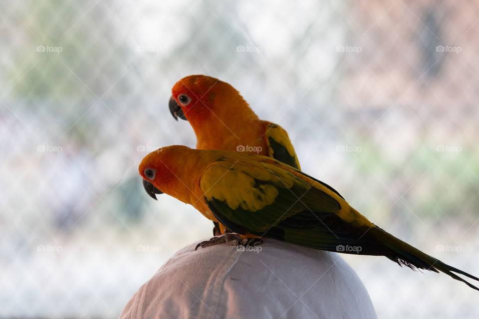 Bird, Parrot, Wildlife, Nature, Feather