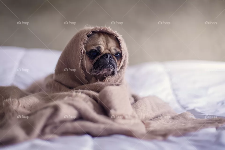 Dog(Morning Walk)