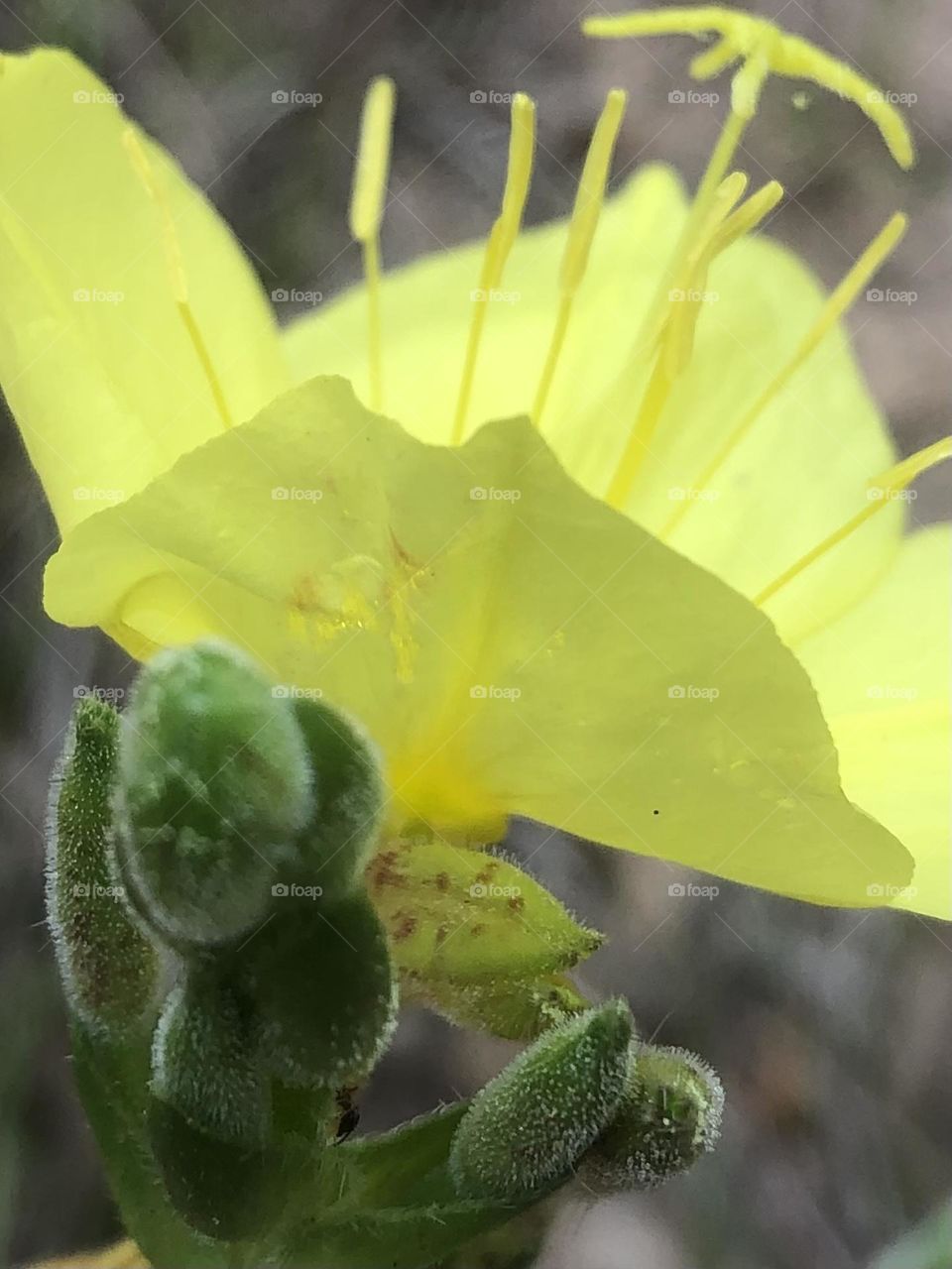 Closeup of yellow wild flower, it’s details were pretty amazing 💛