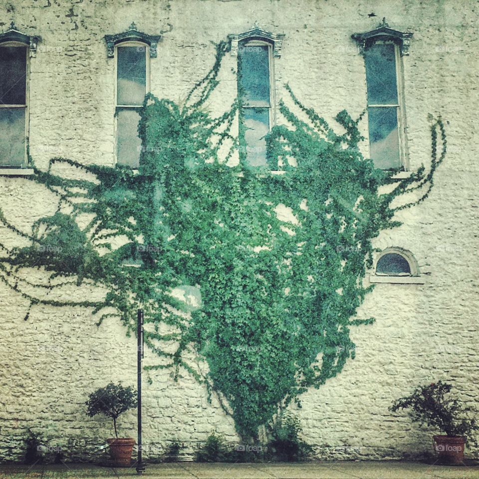 Ivy on the side of an old building 