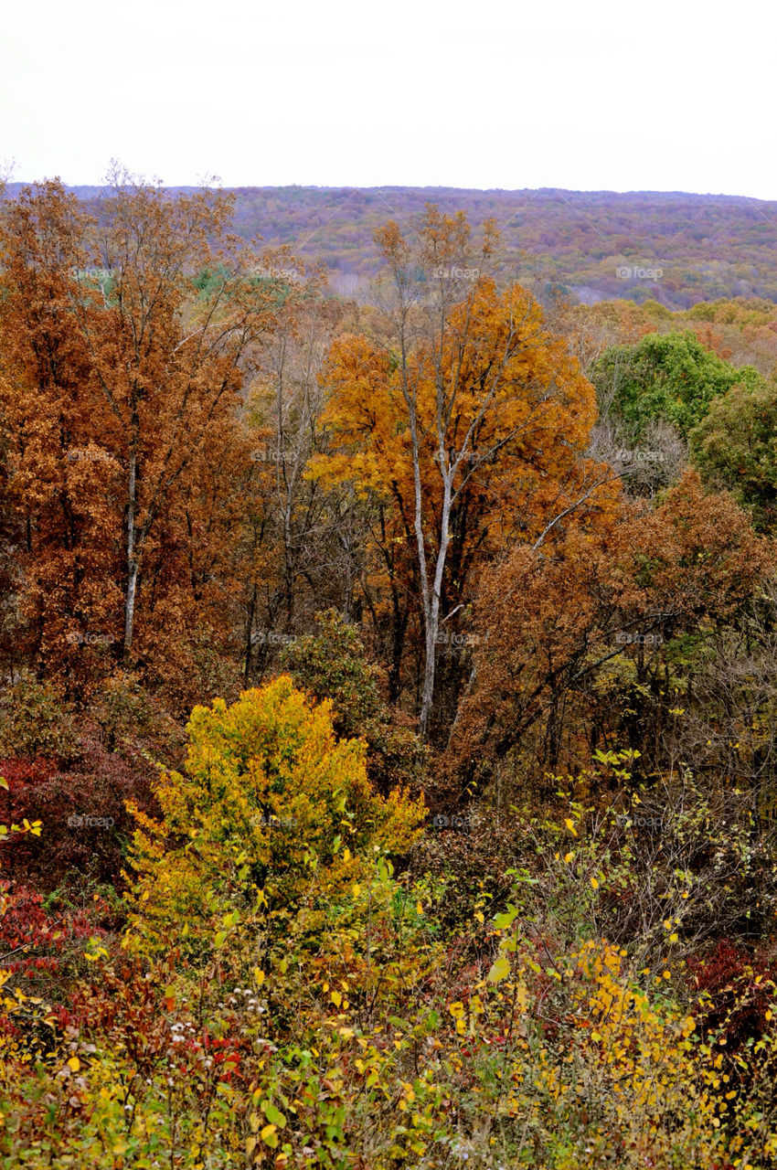 nashville indiana outdoors tree trees by refocusphoto