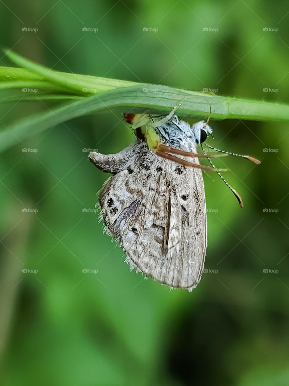 Macro of the tiny ceranus blue butterfly captured by a green spider predator.