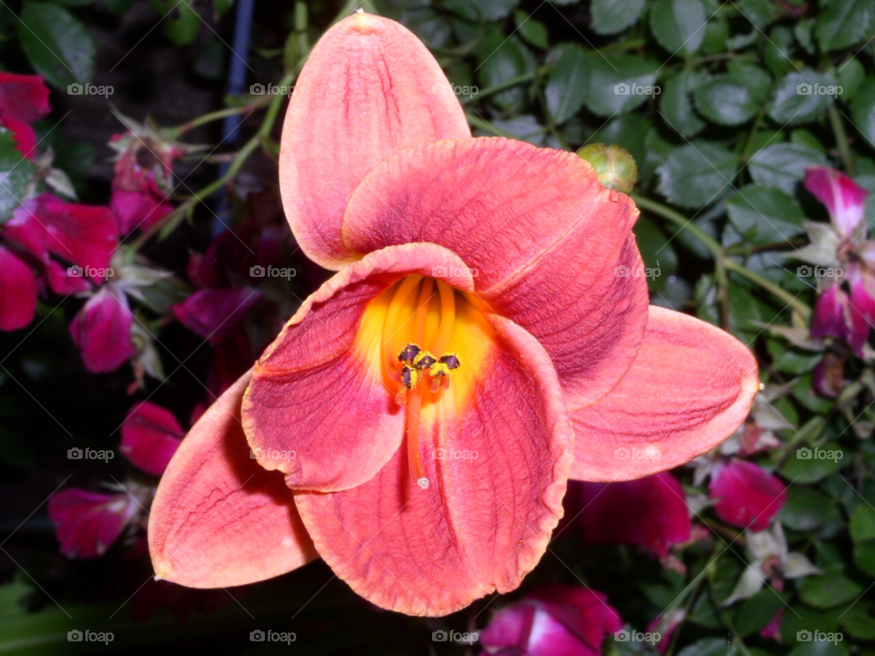 pink flower by refocusphoto