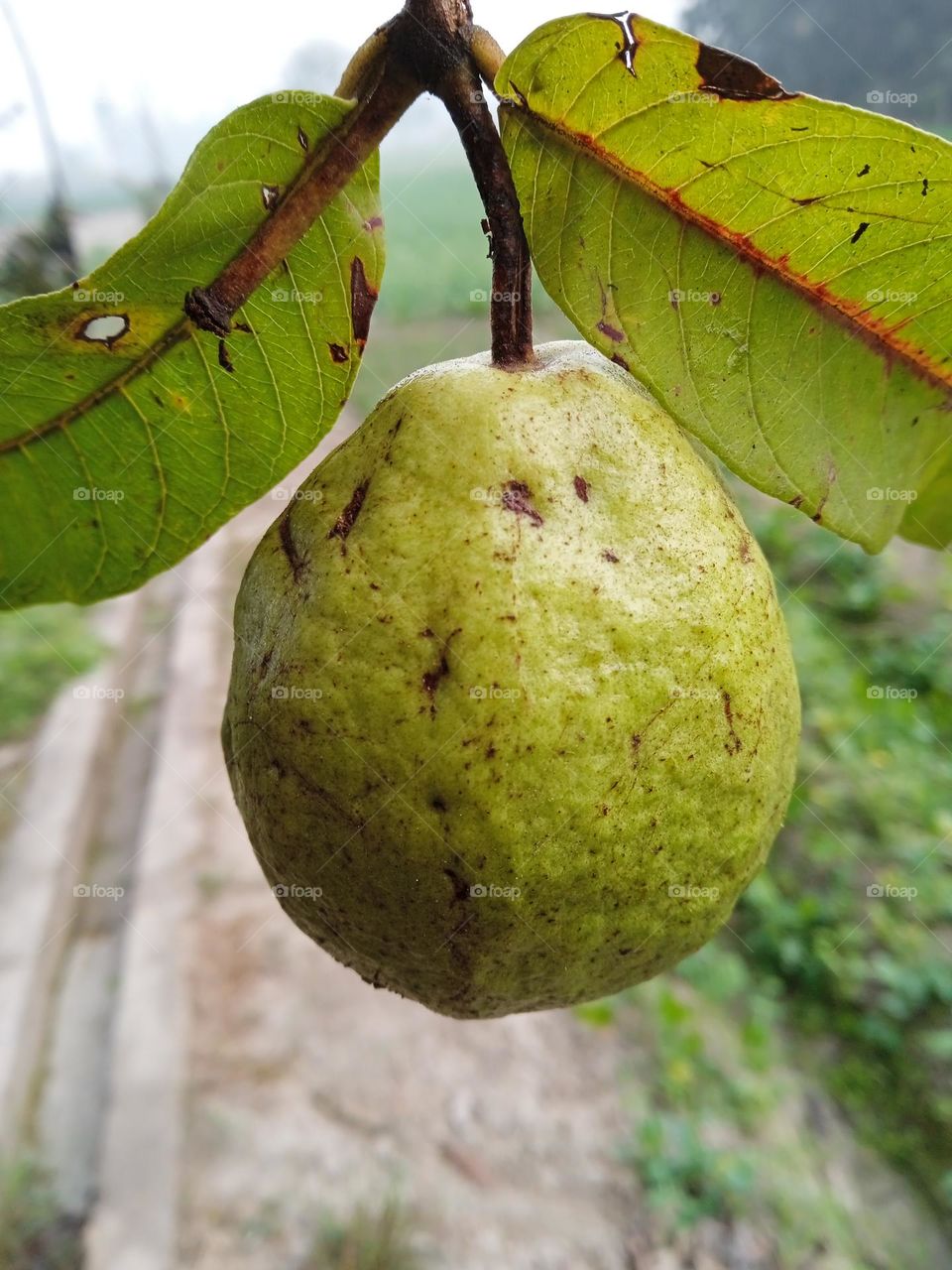 guava photography fruit photography India