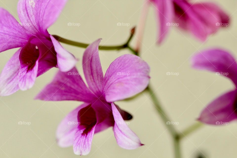 Pink orchid 