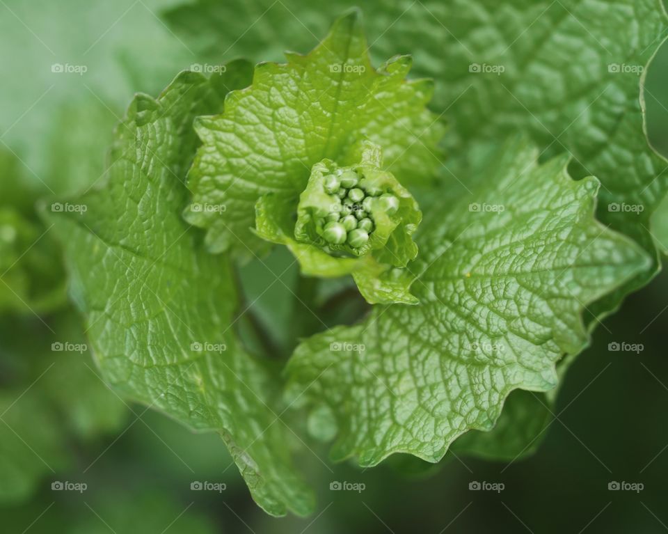 Close up of garlic mustard