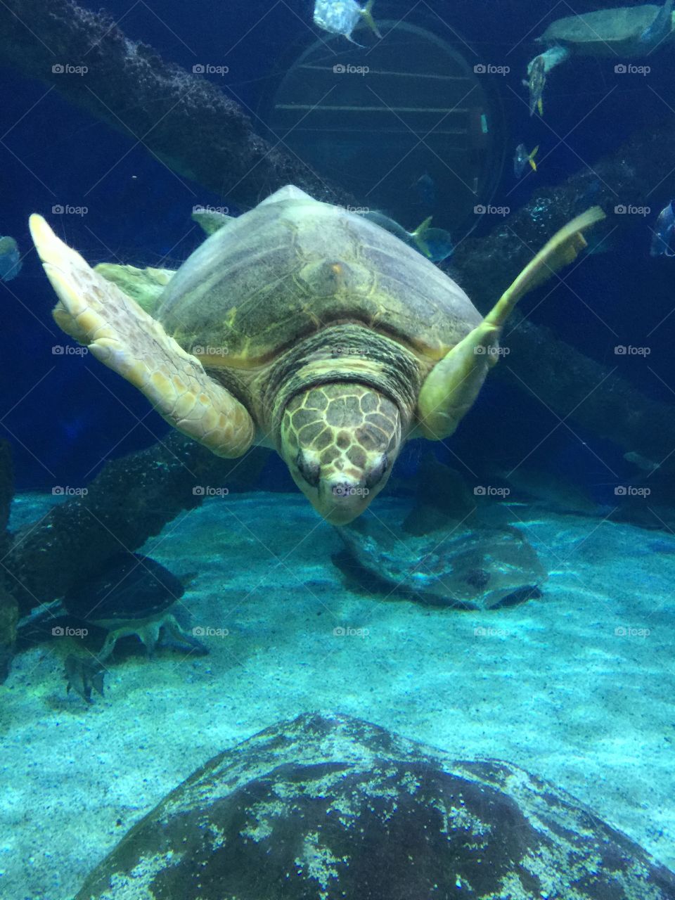 Sea Life -part 2. Sea turtle up close and personal 