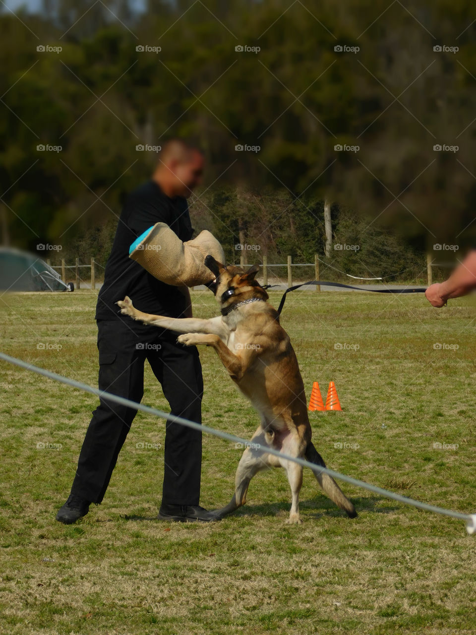 K9 dogs and their handlers prepare for their annual certification as they demonstrate their tactics!