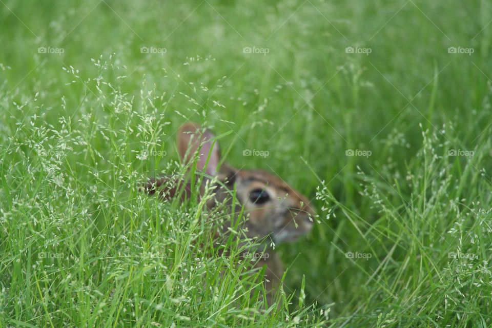 Bunny is hiding in the grass 