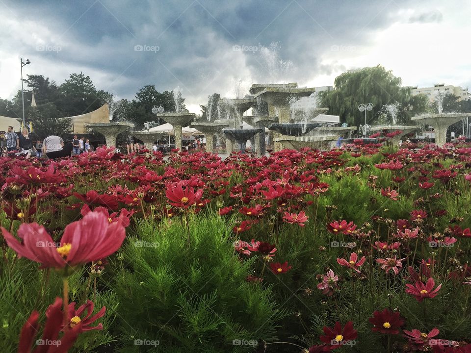 Pink flowers