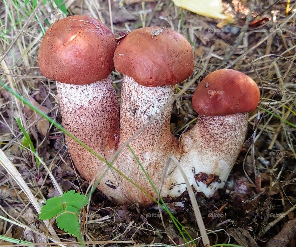 Three mushrooms🤎🤎🤎