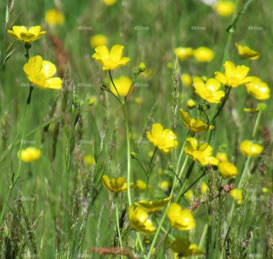 Buttercups growing in a wild flower meadow