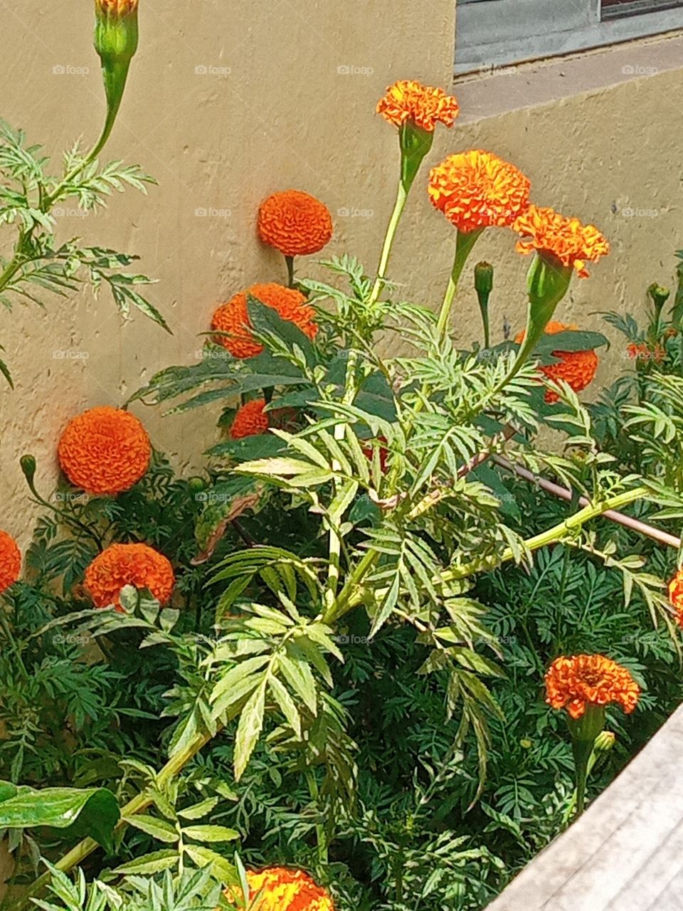 beautiful marigold🌸🌺🌻🌹🌷🌼💐 flowers