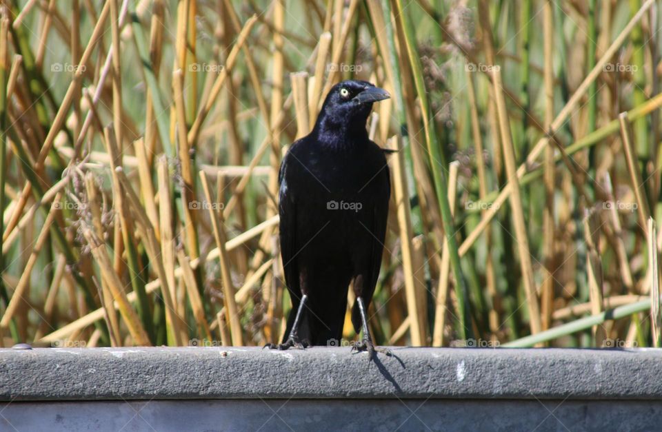 Male Grackle on the Railing