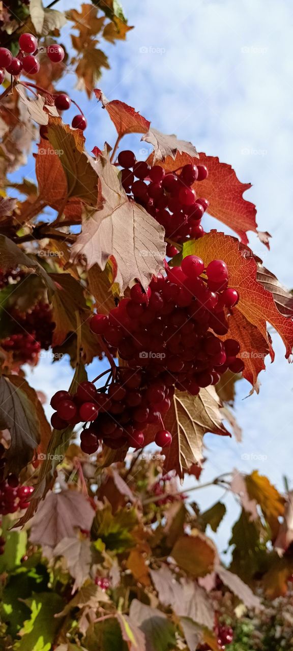 Golden autumn, bright colors of autumn, leaves,trees, autumn,a walk through the forest, sunny autumn, leaves on trees, red, red berries,viburnum