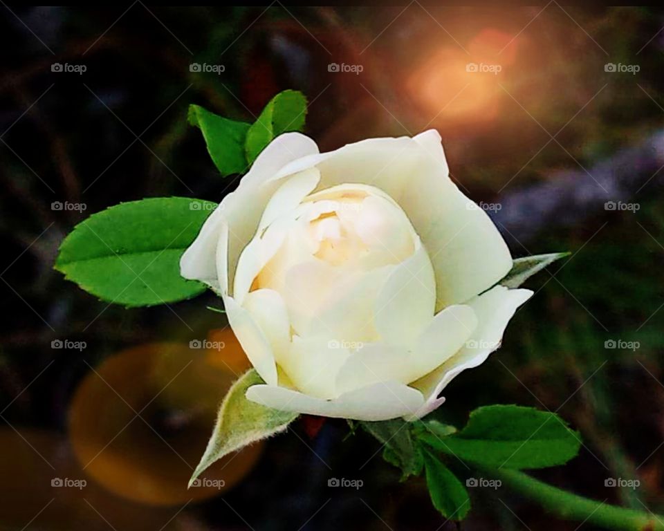 A beautiful white budding rose