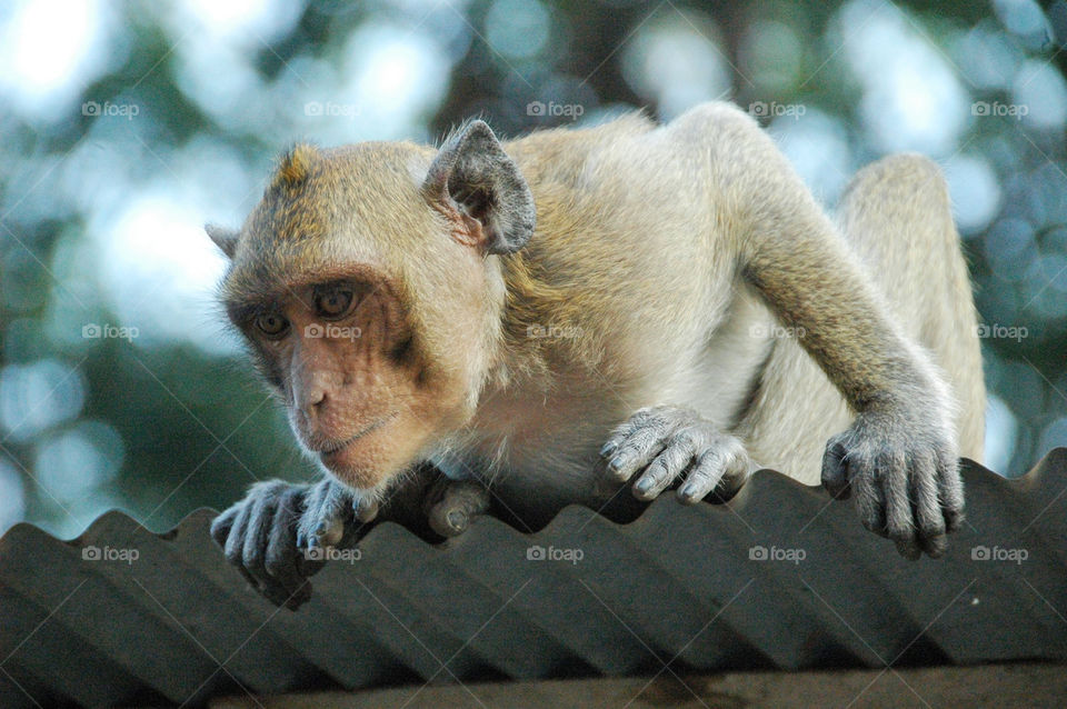 italy thailand curious monkey by bjonkers69