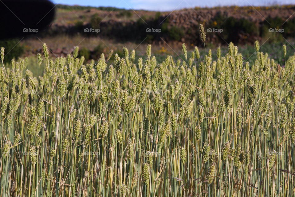 sky grass summer seeds by christ