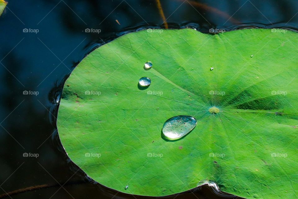 Water droplets on top of a fresh green lotus leaf in the pond