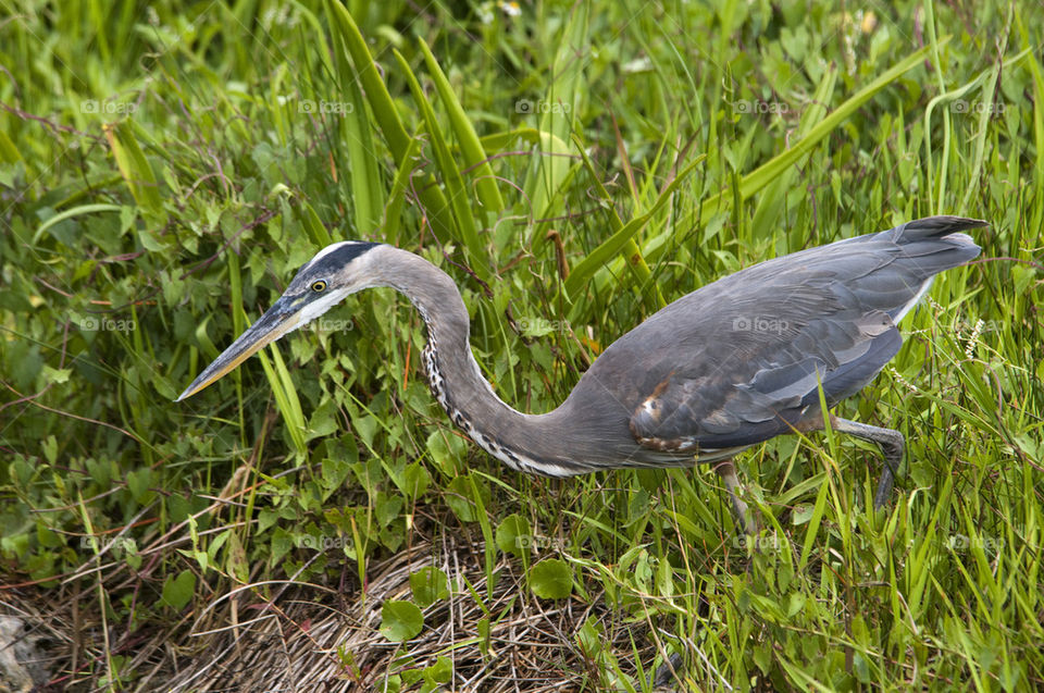 Heron looking at fish